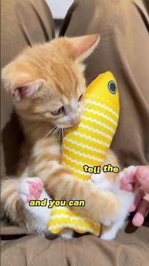 A little orange cat was getting wet in the rain on the street, so...