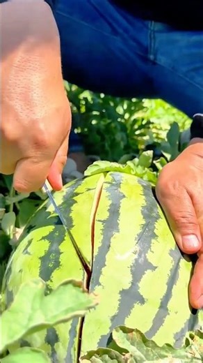 Splitting a ripe watermelon in the field to check fruit quality #shorts