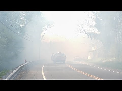 Scientific discovery of liquid trees to replace greenery will remove pollution