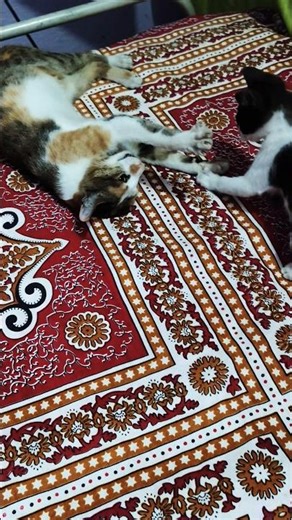 angry cat sound 😡👿#angrycatsounds #angrycat #catfighting #catvideos #funny #catsound #cat #cats