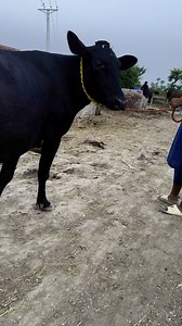 86K views · 2.3K reactions | #cow #dairyfarm #dairy_farming #modern_dairy_farming #modern_agriculture #agricultural_machines #amazing_technology #advance_technology #modern_technolog | Dairy Cow TV | Facebook