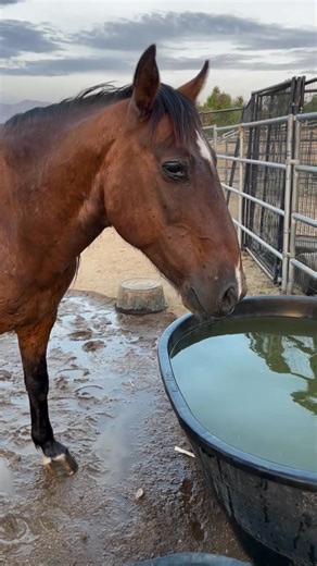 Yakima. Rescued from the Yakima Indian Reservation. He had a small herd of mares and fillys who sold quickly. Nobody bought him to keep him from the Mexican Rodeo so I stepped in. He now has a home for life at C.A.M.B.R.I.A. Sanctuary in ACTON CA. | Lorraine Hendricks Stewart