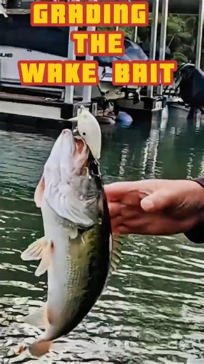 LURE GRADE - WAKE BAIT #bassfishing #topwaterlure #basslures