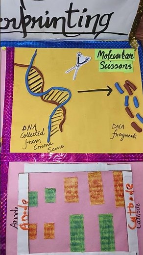 DNA Fingerprinting Model Practical || Fingering Printing Models || Steps and Process