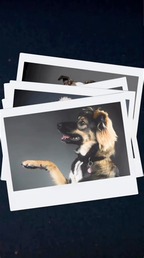 1.2K views · 54 reactions | That’s a wrap on the 2026 Rescued Love -...