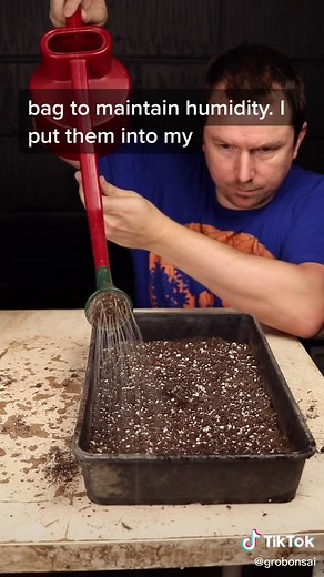 Growing Bonsai from Seed: Step-by-Step Guide