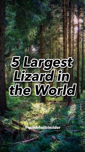 Giants Unleashed 🐉🌍: Meet the Five Largest Lizards in the World! ‪@QuickFactsInsider‬
