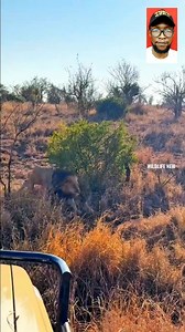 152K views · 1.4K reactions | Lion Vs Hyena Epic Fîghts #reels | General Hub | Facebook