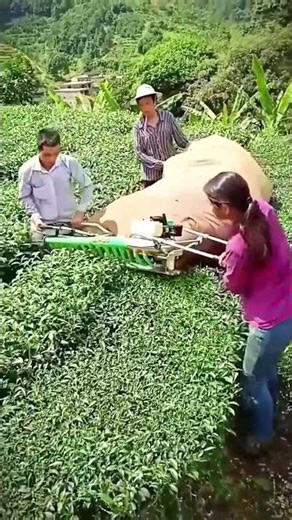 Cooperative havesting process of tea leaves using the specialized harvester