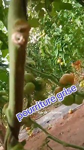 #البوتريتيس أو التعفن الرمادي (Botrytis cinerea) من الأمراض الأكثر خطورة على الطماطم. يمس الأوراق، السيقان، الأزهار و الثمار. مرض يدخل في مرحلة الكمون و يتوغل في أغشية النبتة عبر الجروح و الفتحات التي تحدث بشكل طبيعي. ضعف النبتة بسبب الأمراض، هجمات الحشرات الضارة أو نقص العناصر المغذية، يمكن أن يحفز على استقرار المرض. مقتطفات فلاحية مزيرعة #عالم_الزراعة | مقتطفات فلاحية مزيرعة