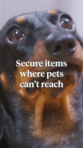 Pet-Proofing Your Home