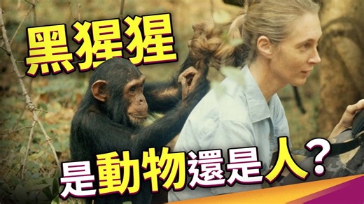 如何定义「智慧」？珍·古德改变了「人类」