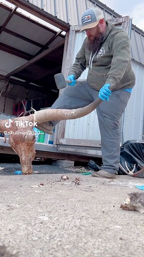 #skullman#skulls#fromfieldtoart#ogskullman#aye#satisfy#satisfying#artwork#Vultureculture#skullcleaning#horneemoval#dirtyjobs#ohio#sendusyourskulls