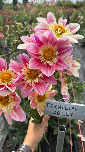 Erin Benzakein - Floret on Instagram: "I shared this video this past summer but since we’re on the topic of collarette dahlias this week I thought it was worth resharing. These were some of my very favorites from the big variety trial I conducted last summer and you can read more about the trial and see all of the varieties over on the blog (link in profile). 1. Mayberry’s Pink Champagne 2. Thicket’s Rescue 3. Venus 4. Mars 5. Yellow sport of Venus 6. Nana’s Petals 7. Orange Hype 8. Ferncliff Do