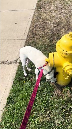 Mr T Cat ASMR- guest: dog “Boss Babe- over a fire hydrant…” (chitchat)