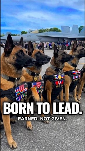 THEY NEVER FORGET | Elite K9 Salute 🫡 #k9 #military #dog