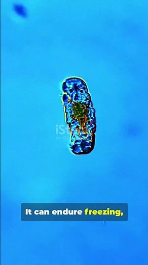 Tardigrade: The Immortal Water Bear