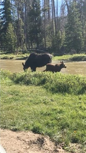 Moose cow and calf in Yellowstone National Park