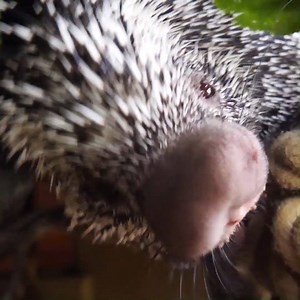 🌲 Squash and Pumpkin, our resident prehensile-tailed porcupines just love to wander. With a tail like theirs, climbing all over the place is only natural! Keeper Nick tells us more 🧗 | Longleat