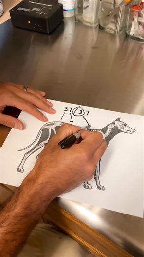 Peter Carlos, RVT, CVT on Instagram: "VTNE Spine Memory Hack When I was studying for the VTNE, I made up this 37/37 trick and it stuck. Using a canine skeleton diagram, here’s how to remember the vertebral count: • Sacrum: 3 • Lumbar: 7 • Thoracic: 13 • Cervical: 7 This also works for cats Coccygeal (tail) vertebrae can vary, but these core numbers stay consistent. I can confirm some form of this question is on the VTNE If vertebral counts trip you up, save this for later . #vet #vetmed #vettech