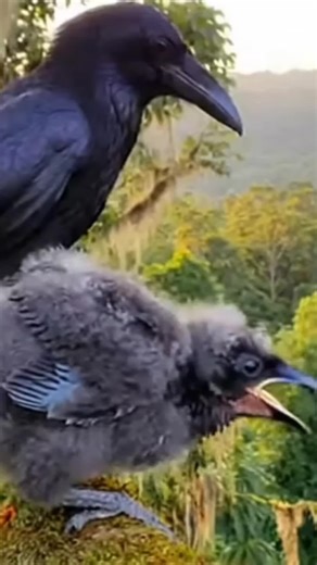 Baby Crow Chick Falls from Nest