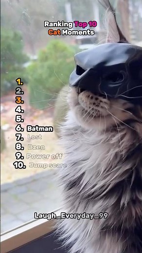 Ranking Top 10 Cat Moments Part 1 😂🐱 #cats #funny #memes #funnycats #pets