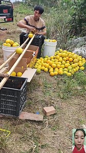 DIY fruit sorting set up #reactionreels #reactionvideo #diytools #sorting | Riezel Lopez