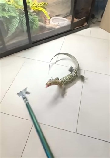 Pet Quince Monitor!🦎😊#quincemonitor #monitorlizard #lizard #reptile #fyp