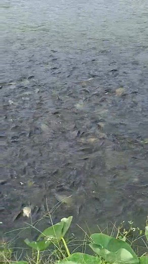 Isina nak ngata ni Lakay ko nu tibnukak ti malathion wennu pakanik ti rakumin atoy lamis na 🤣😂😅 | Roxan Lungan