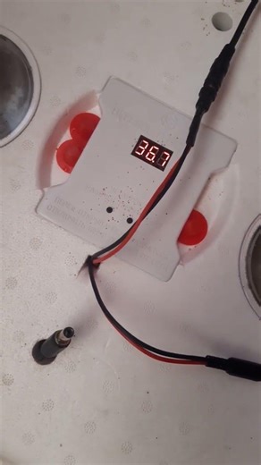 Інкубатор, 19 день...