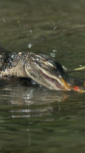 30 seconds of baby alligators 🐊 National Parks USA | @natgeokids