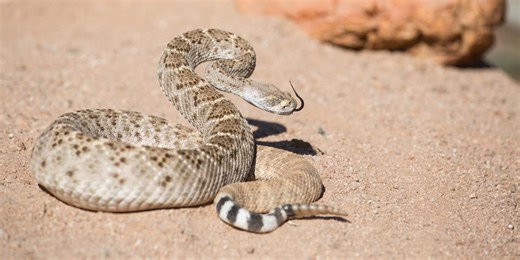 Are rattlesnakes really losing their rattle?  Experts say, not so fast