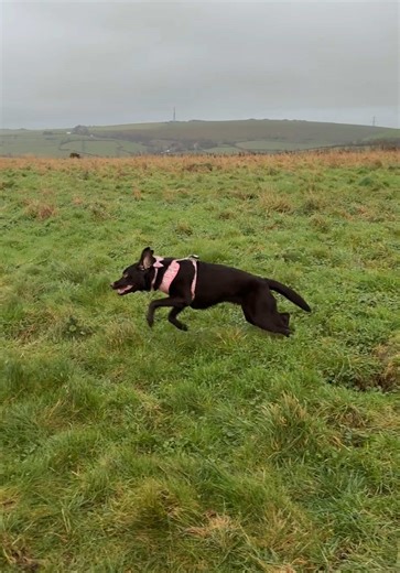 When someone buys from my little brand @Pawthena I literally can’t stop zooming… my little puppy heart is so happy!💨🐶💞 You’re helping make my dream real, thank you!🥹🥰🤎🐾 #athenathechoclab #chocolatelabrador #labrador #puppy #pawthena