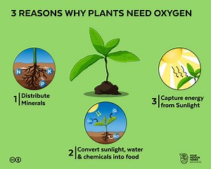 Can Plants Live Without Oxygen? [3 Hidden Phenomena Explained] | Your Indoor Herbs and Garden