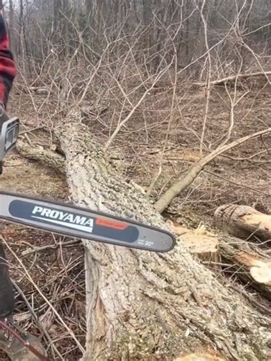 PCS62 TESTING #chainsaw #powertools #proyama