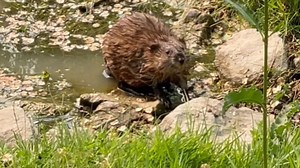 Muskrat in the water looks like a beaver about to build a dam