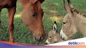 20 Contoh Hewan Herbivora Lengkap dengan Ciri-cirinya