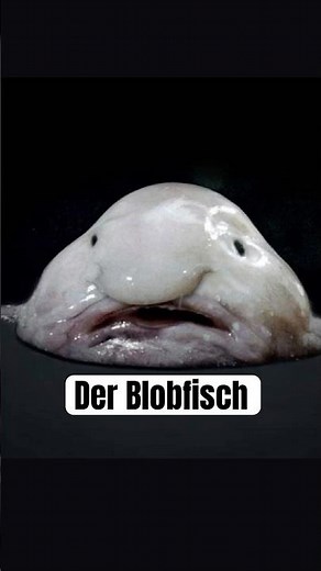 Der Blobfisch, hässlichster Fisch der Welt? #wissenswert #biologie #tierfakten #fakten #tiefsee