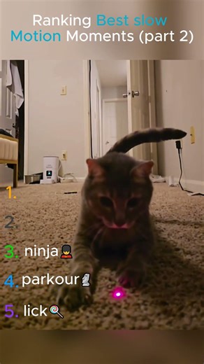 Animals in Slow Motion 🐾 | Ranked from Cool to Insane