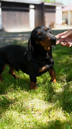 186 reactions | Tired of screen time? Try some farm time!  Far from the noise, in a slower rhythm that gives you space to breathe. You’ll get to explore seasonal work, feed animals, and discover the quiet charm of rural life. Roll up your sleeves and get your hands a little dirty. If your soul’s craving a change of pace, you know where to find us! | Mokrin House | Facebook