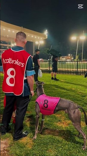 Greyhound: The Fastest Dog in the World #shorts #greyhound #greyhoundtrackracing #dogbreed #dog