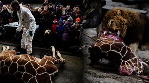 Danish Zoo Kills 'Surplus' Baby Giraffe, Holds Public Autopsy