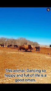 Our stories live in the wind, carried through time. #NativeWisdom #SacredEarth #SpiritOfTheLand #AncientVoices #NativeHeart | Native American Warriors