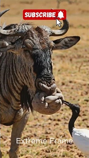 Stork helps buffalo in US park #animals #ai #shorts #usa #buffalo