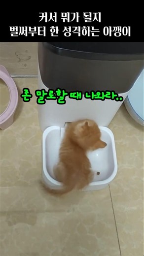 커서 뭐가 될지 벌써부터 한 성격 하는 아깽이😹각종유머 #고양이 #cute #funny #웃긴영상 #cat #웃긴짤 #동물#shorts
