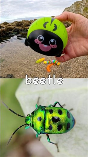 Bug Insect Names | Kids Learn at the Rock Pool: Millipede Caterpillar Cicada Beetle Ant