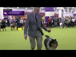 Collie (Rough) | Breed Judging 2025