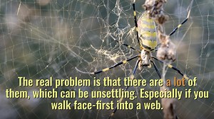 15 shares | Like it or not, the Joro spider is here to stay in...