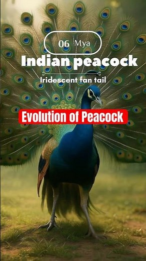 Evolution of Peacock 🦚! 150 million years in 30 seconds!