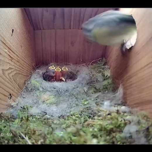Magpie attack thwarted! - Blue tit nest box live camera highlights #birds #bird #nature #birdsofinstagram #wildlife #birdphotography #naturephotography #wildlifephotography #photography #birdwatching #birdlovers #birding #animals #naturelovers #best #of #love #birdstagram #ig #parrots #photooftheday #captures #art #canon #aves #nikon #perfection #parrot #animal #birdlife | Bird world